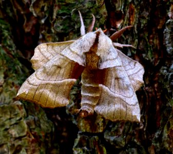 Today's Mass Extinction and Holocene-Anthropocene Thermal Maximum (38937147735)