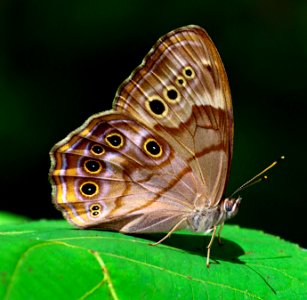 Today's Mass Extinction and Holocene-Anthropocene Thermal Maximum (36871080162)