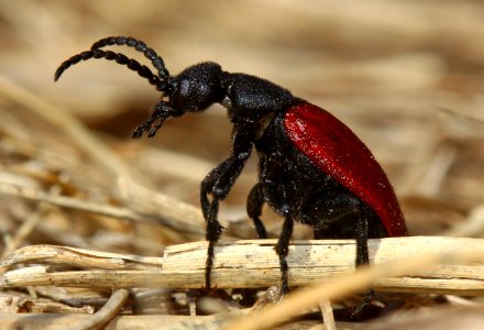 Today's Mass Extinction and Holocene-Anthropocene Thermal Maximum (6983169803)