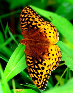 Today's Mass Extinction and Holocene-Anthropocene Thermal Maximum (36999632855)