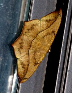 Today's Mass Extinction and Holocene-Anthropocene Thermal Maximum (38458947592)