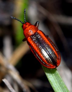 Today's Mass Extinction and Holocene-Anthropocene Thermal Maximum (7094969893)
