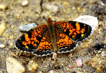 Today's Mass Extinction and Holocene-Anthropocene Thermal Maximum (38631058744)