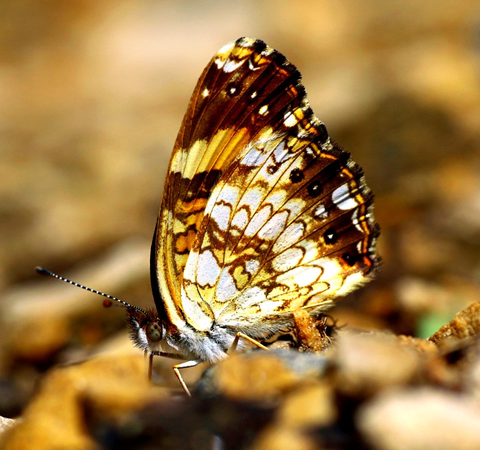 Today's Mass Extinction and Holocene-Anthropocene Thermal Maximum (39009960932)