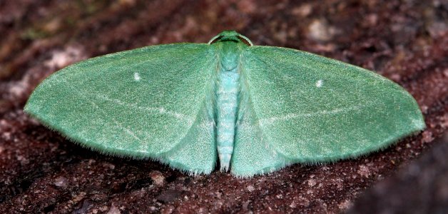 Today's Mass Extinction and Holocene-Anthropocene Thermal Maximum (7313828516)
