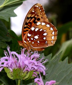 Today's Mass Extinction and Holocene-Anthropocene Thermal Maximum (7517252646)
