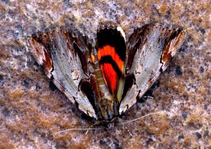Today's Mass Extinction and Holocene-Anthropocene Thermal Maximum (39217429431)