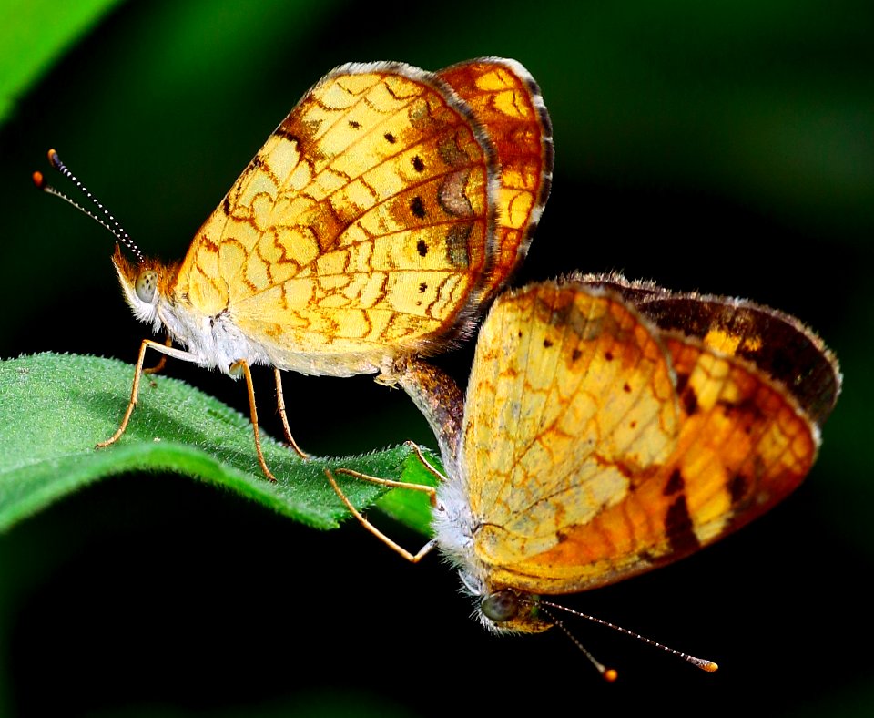 Today's Mass Extinction and Holocene-Anthropocene Thermal Maximum (39908801721)