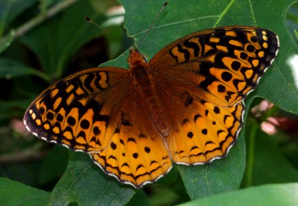 Today's Mass Extinction and Holocene-Anthropocene Thermal Maximum (6543097593)