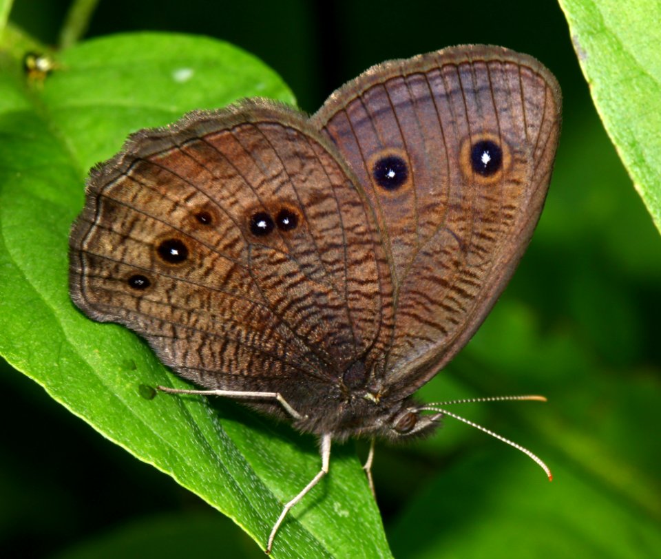 Today's Mass Extinction and Holocene-Anthropocene Thermal Maximum (7517357976)