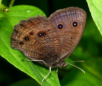 Today's Mass Extinction and Holocene-Anthropocene Thermal Maximum (7517357976)