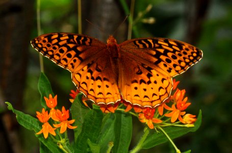 Today's Mass Extinction and Holocene-Anthropocene Thermal Maximum (7517345704)