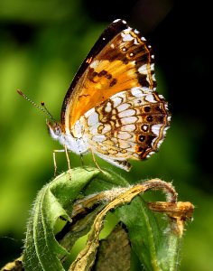 Today's Mass Extinction and Holocene-Anthropocene Thermal Maximum (7385823226)