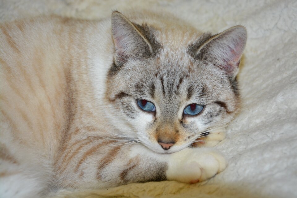 Domestic animal cat feline mammal