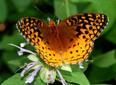 Today's Mass Extinction and Holocene-Anthropocene Thermal Maximum (8384223791)