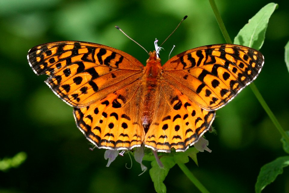 Today's Mass Extinction and Holocene-Anthropocene Thermal Maximum (8384173631)