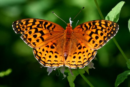 Today's Mass Extinction and Holocene-Anthropocene Thermal Maximum (8384173631)