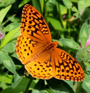 Today's Mass Extinction and Holocene-Anthropocene Thermal Maximum (8384227593)
