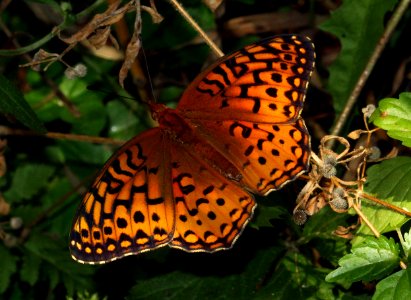Today's Mass Extinction and Holocene-Anthropocene Thermal Maximum (8384179283)