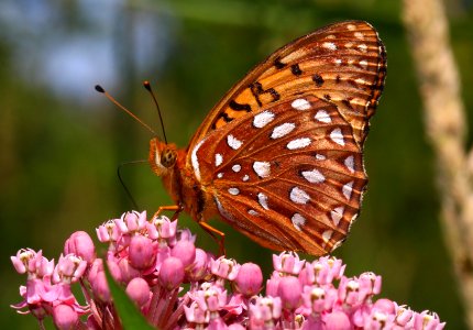 Today's Mass Extinction and Holocene-Anthropocene Thermal Maximum (7517307230)