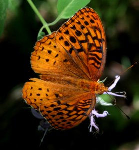 Today's Mass Extinction and Holocene-Anthropocene Thermal Maximum (8385258812)