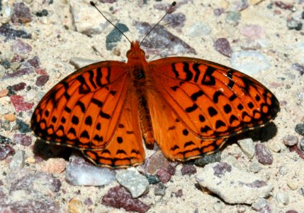 Today's Mass Extinction and Holocene-Anthropocene Thermal Maximum (8385255782)
