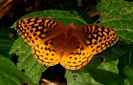 Today's Mass Extinction and Holocene-Anthropocene Thermal Maximum (8385306714)