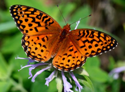 Today's Mass Extinction and Holocene-Anthropocene Thermal Maximum (8385259556)