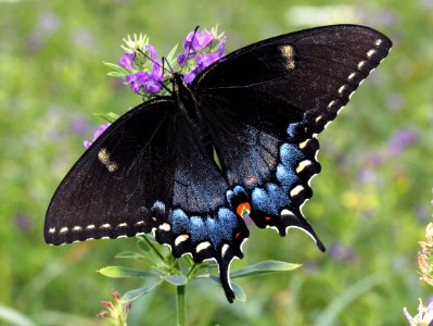 Today's Mass Extinction and Holocene-Anthropocene Thermal Maximum (8463449232)