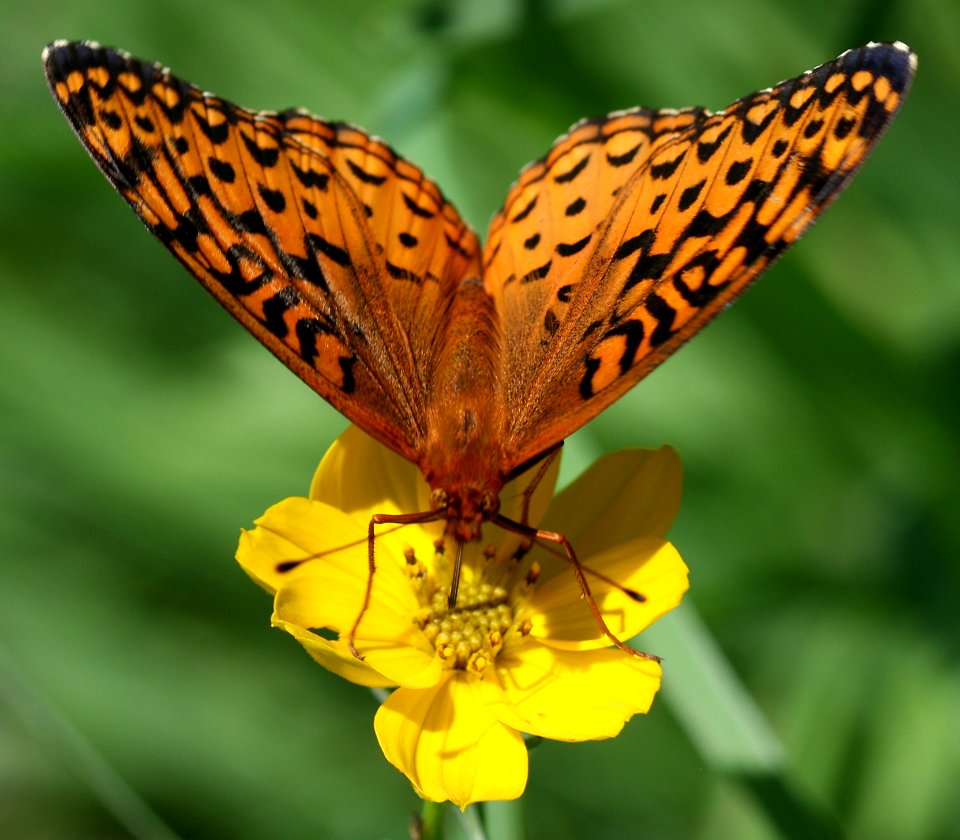 Today's Mass Extinction and Holocene-Anthropocene Thermal Maximum (8385309230)
