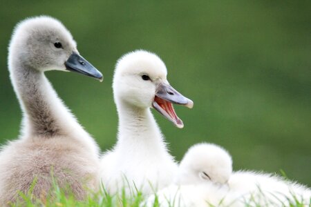 Lake bird animals