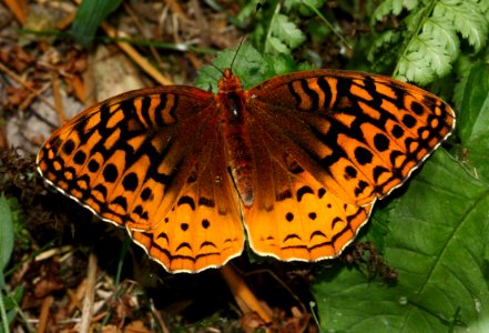 Today's Mass Extinction and Holocene-Anthropocene Thermal Maximum (8384230589)