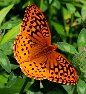Today's Mass Extinction and Holocene-Anthropocene Thermal Maximum (8384233001)