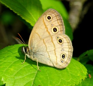 Today's Mass Extinction and Holocene-Anthropocene Thermal Maximum (9060009666)