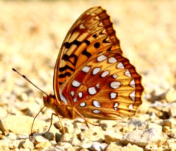 Today's Mass Extinction and Holocene-Anthropocene Thermal Maximum (9166663833)