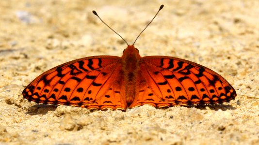 Today's Mass Extinction and Holocene-Anthropocene Thermal Maximum (9288930386)