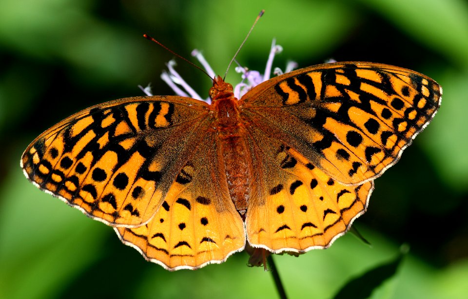 Today's Mass Extinction and Holocene-Anthropocene Thermal Maximum (8385297304)