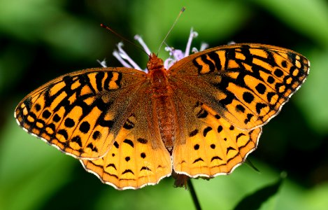 Today's Mass Extinction and Holocene-Anthropocene Thermal Maximum (8385297304)