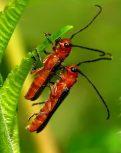 Today's Mass Extinction and Holocene-Anthropocene Thermal Maximum (9166666327)