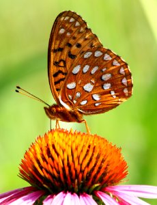 Today's Mass Extinction and Holocene-Anthropocene Thermal Maximum (9333314325)
