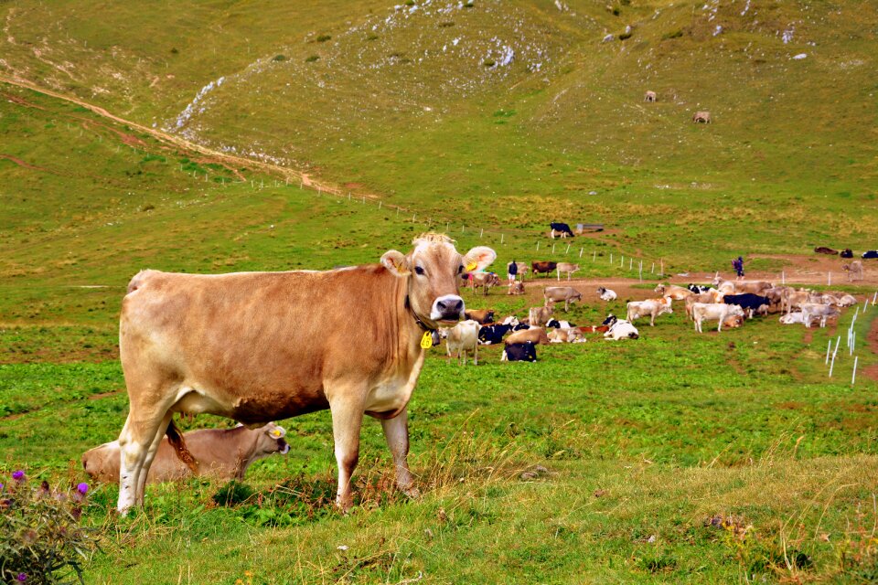 Pasture animals cows