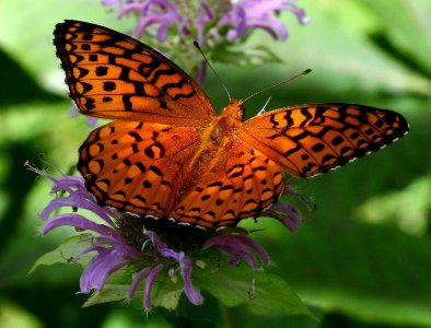 Today's Mass Extinction and Holocene-Anthropocene Thermal Maximum (9402727327)