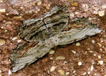 Today's Mass Extinction and Holocene-Anthropocene Thermal Maximum (9235579116)