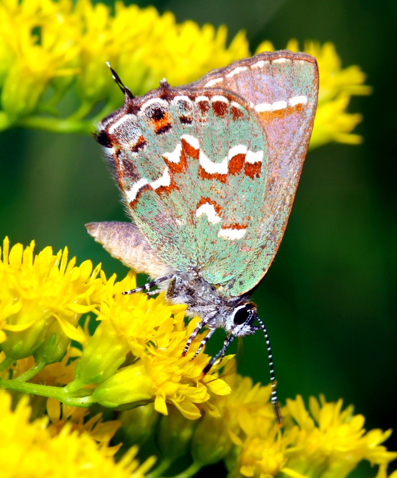 Today's Mass Extinction and Holocene-Anthropocene Thermal Maximum (9373881156)