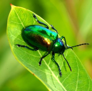 Today's Mass Extinction and Holocene-Anthropocene Thermal Maximum (9539335350)