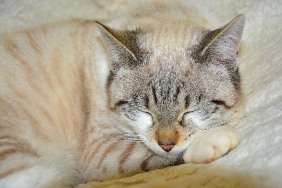 Cat with closed eyes domestic animal animal