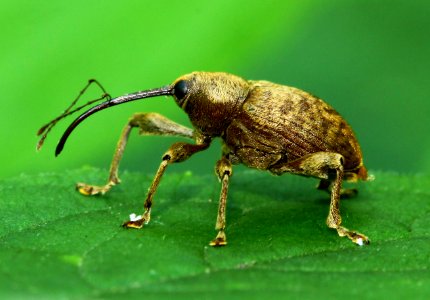Today's Mass Extinction and Holocene-Anthropocene Thermal Maximum (9430052289)