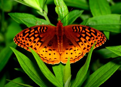Today's Mass Extinction and Holocene-Anthropocene Thermal Maximum are being caused by the Super Rich (45185042705)