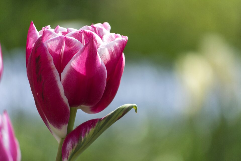 Tulips flowers netherlands photo