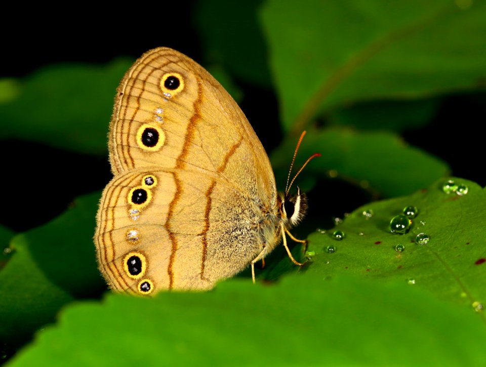 Today's Mass Extinction and Holocene-Anthropocene Thermal Maximum are being caused by the Super Rich (48620132651)